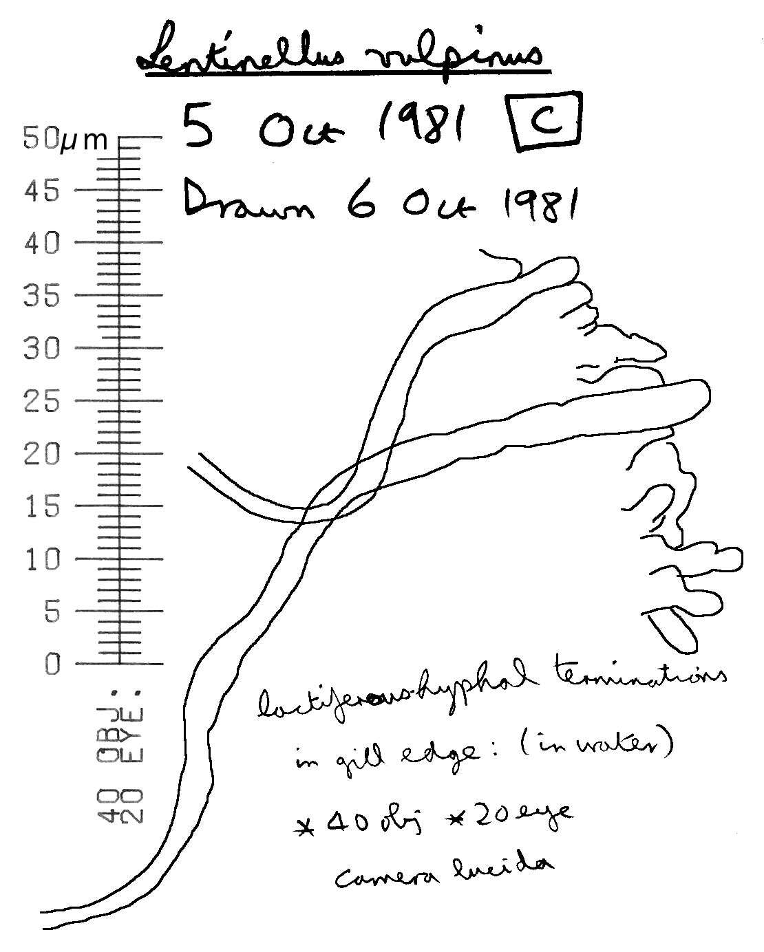 Image of Lentinellus vulpinus (Sowerby) Kühner & Maire 1934