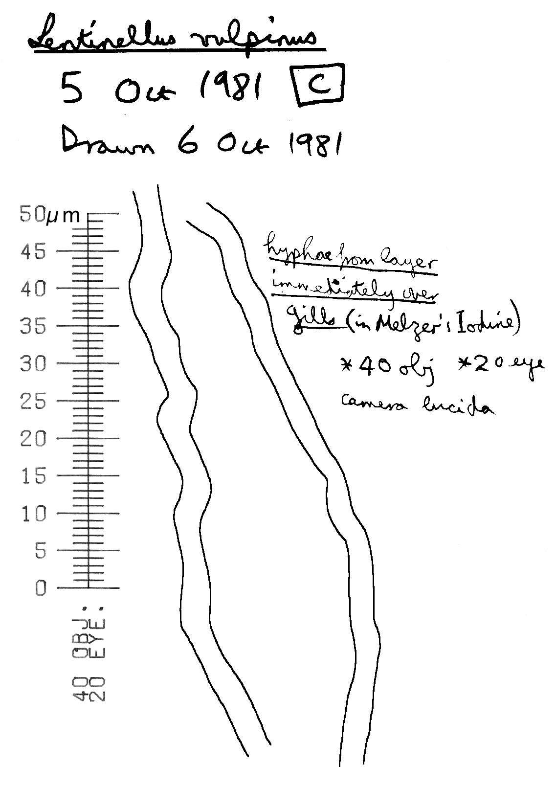 Image of Lentinellus vulpinus (Sowerby) Kühner & Maire 1934