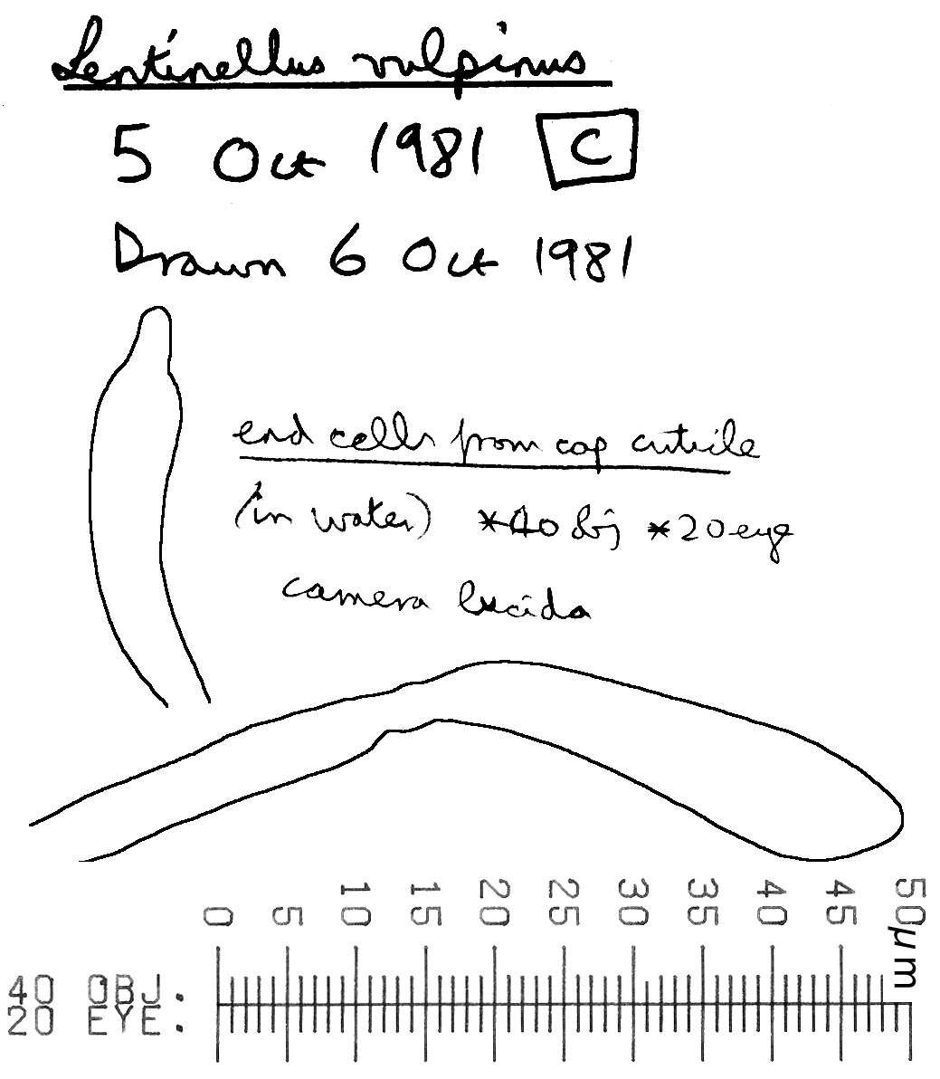 Image of Lentinellus vulpinus (Sowerby) Kühner & Maire 1934