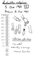 Image of Lentinellus vulpinus (Sowerby) Kühner & Maire 1934