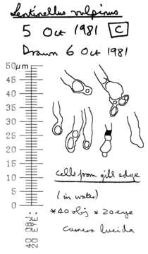 Image of Lentinellus vulpinus (Sowerby) Kühner & Maire 1934