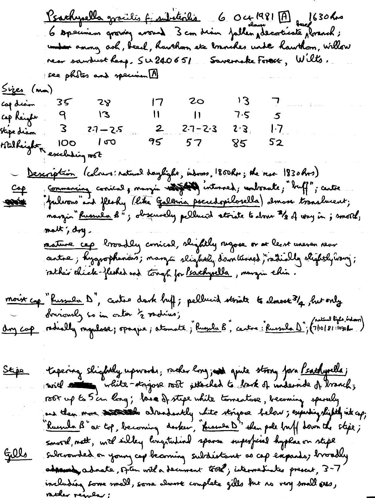 Image of Psathyrella corrugis (Pers.) Konrad & Maubl. 1949