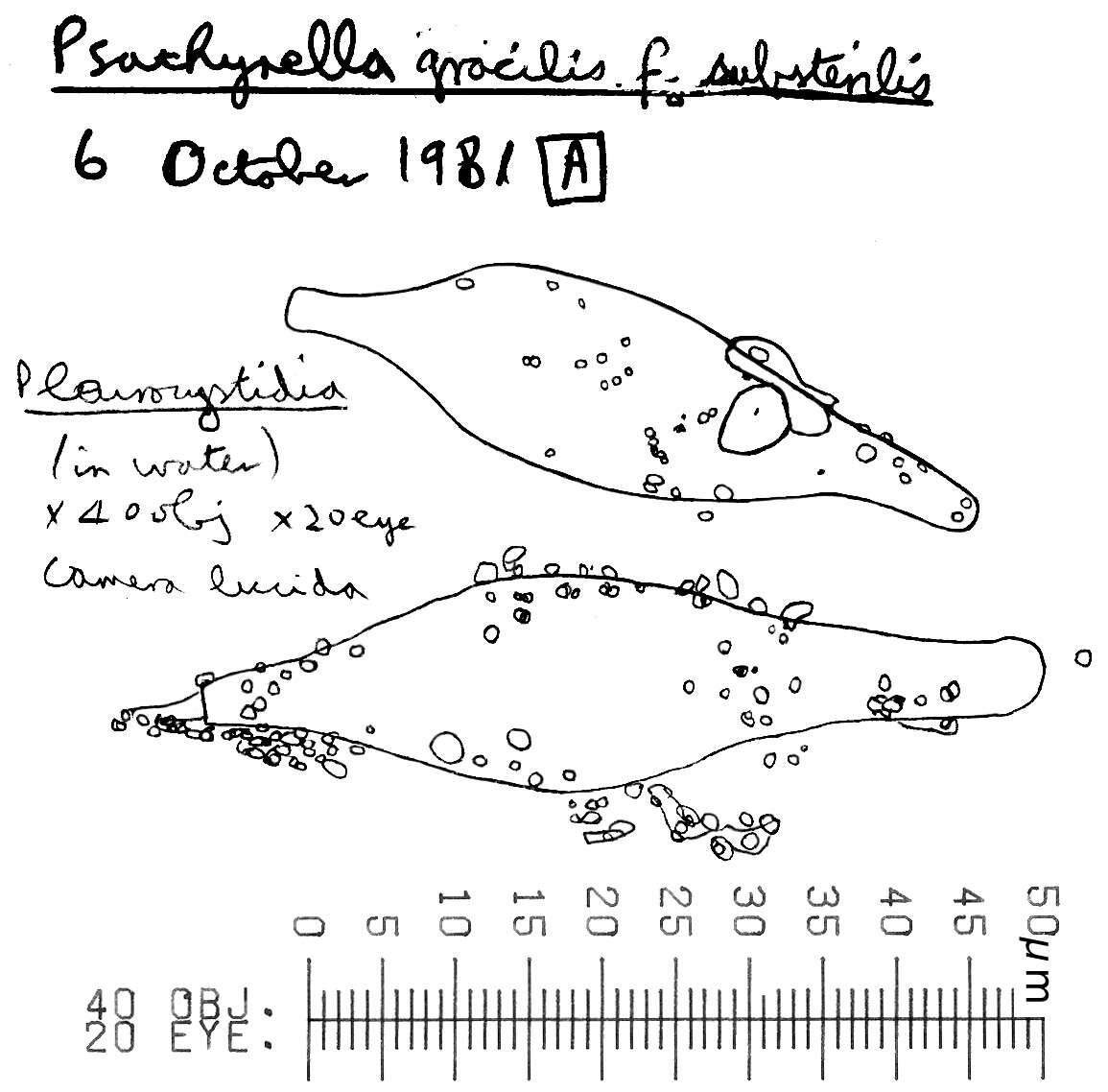 Image of Psathyrella corrugis (Pers.) Konrad & Maubl. 1949