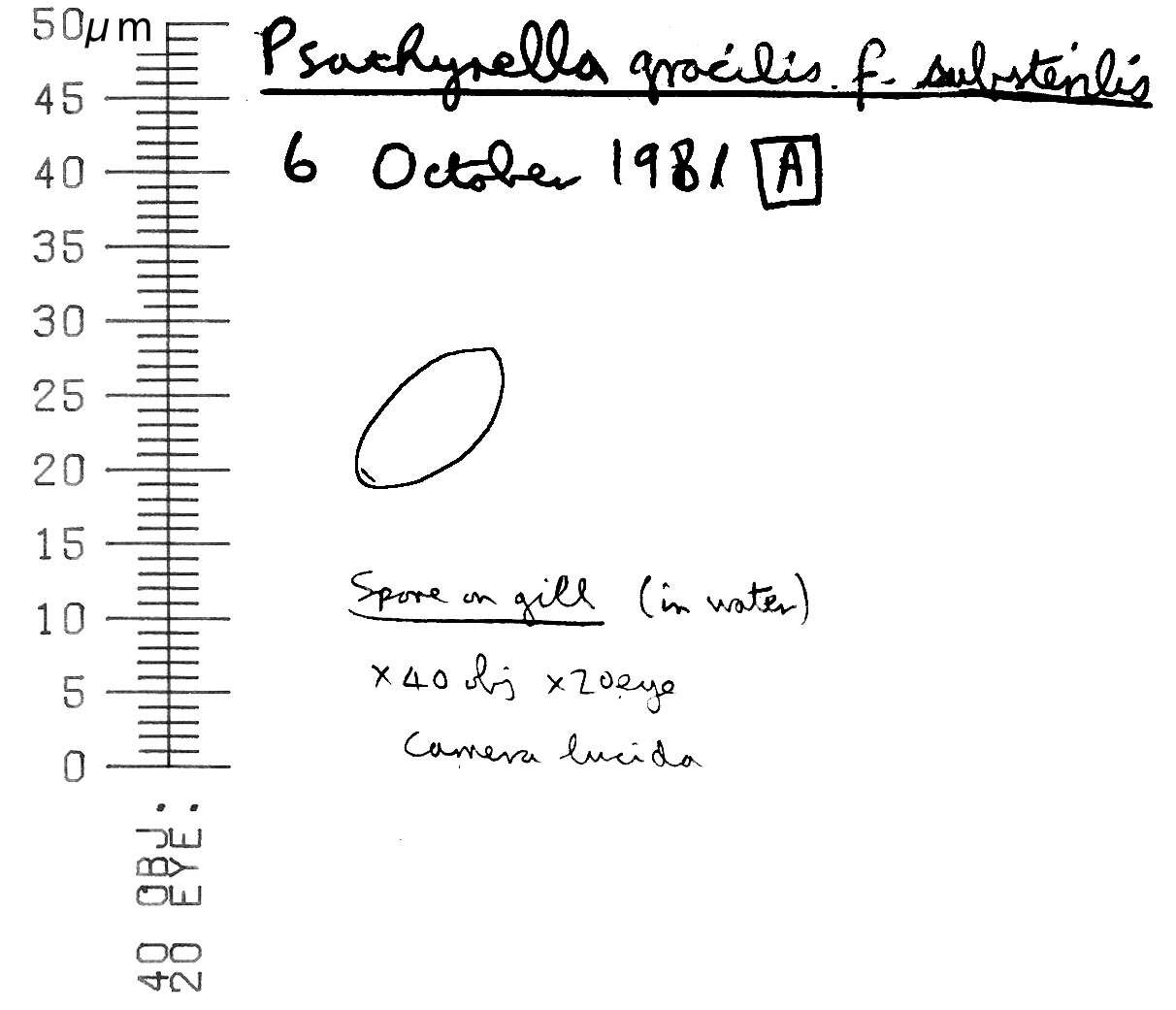 Image of Psathyrella corrugis (Pers.) Konrad & Maubl. 1949