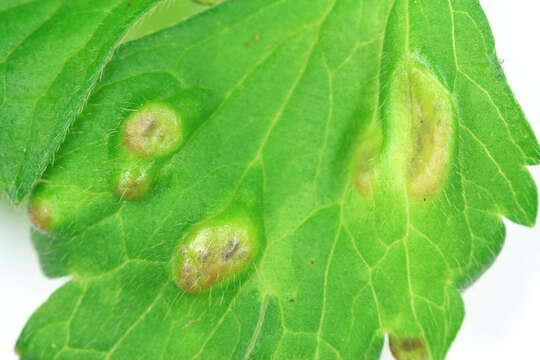 Image of Urocystis ranunculi (Lib.) Moesz 1950