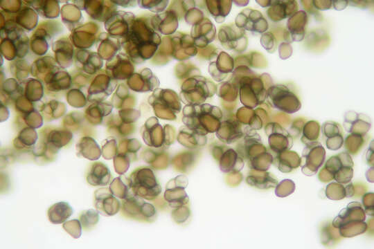 Image of Urocystis ranunculi (Lib.) Moesz 1950