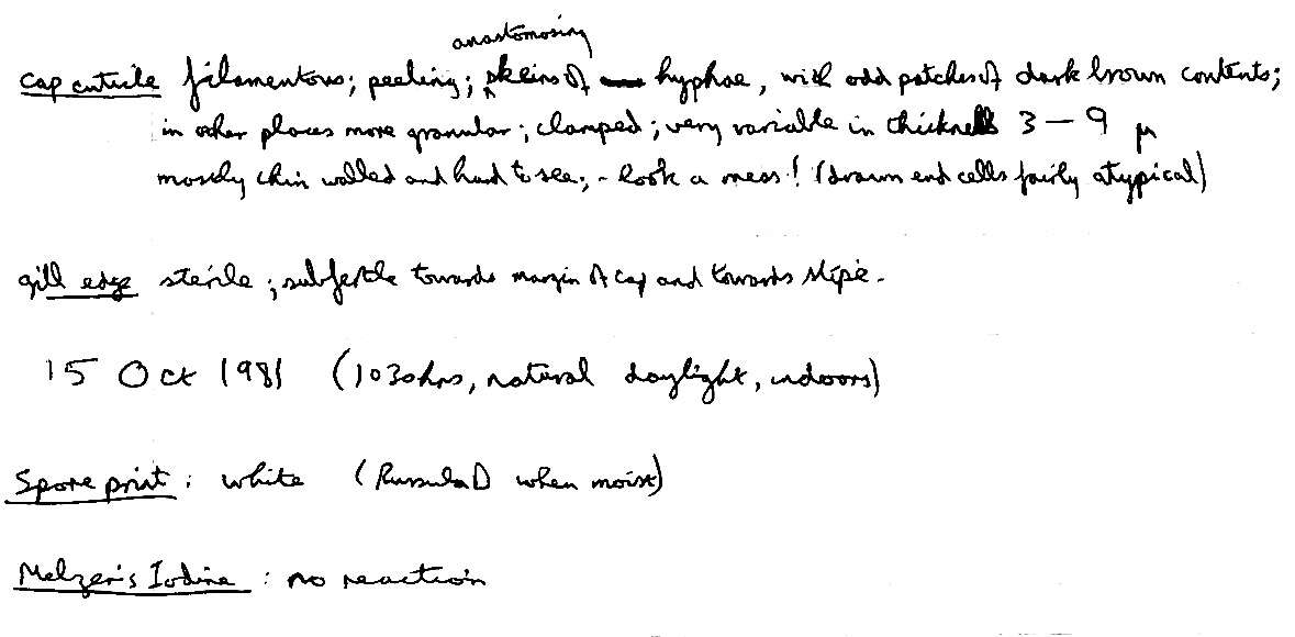 Sivun Hygrocybe conicoides (P. D. Orton) P. D. Orton & Watling 1969 kuva