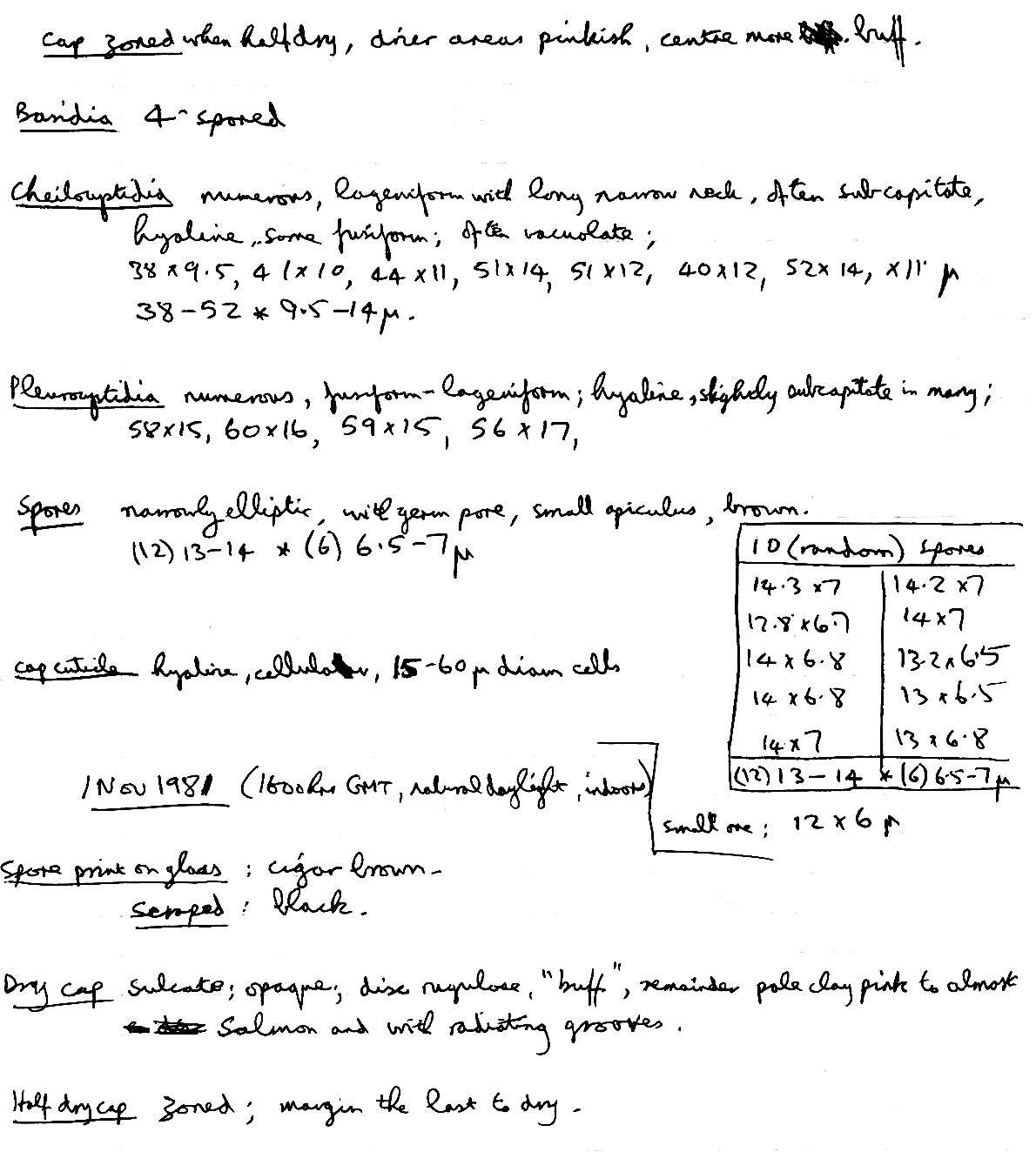 Imagem de Psathyrella microrhiza (Lasch) Konrad & Maubl. 1949