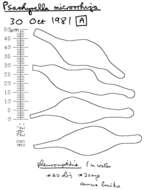 Image de Psathyrella microrhiza (Lasch) Konrad & Maubl. 1949