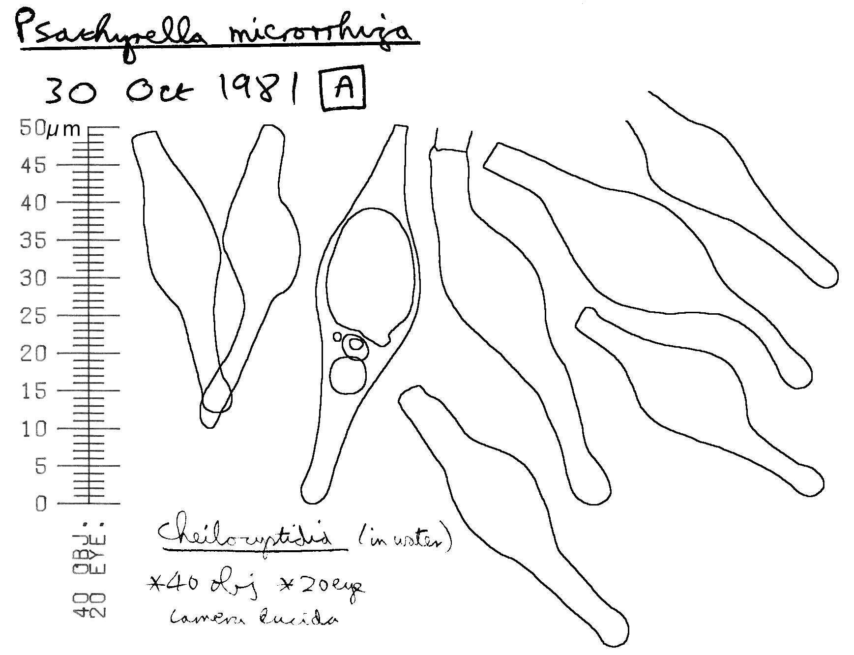 Image de Psathyrella microrhiza (Lasch) Konrad & Maubl. 1949