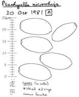 Image de Psathyrella microrhiza (Lasch) Konrad & Maubl. 1949