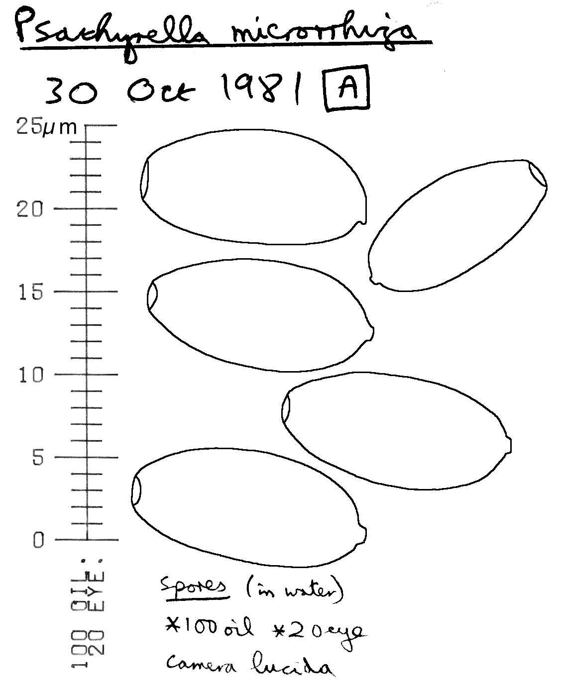 Imagem de Psathyrella microrhiza (Lasch) Konrad & Maubl. 1949