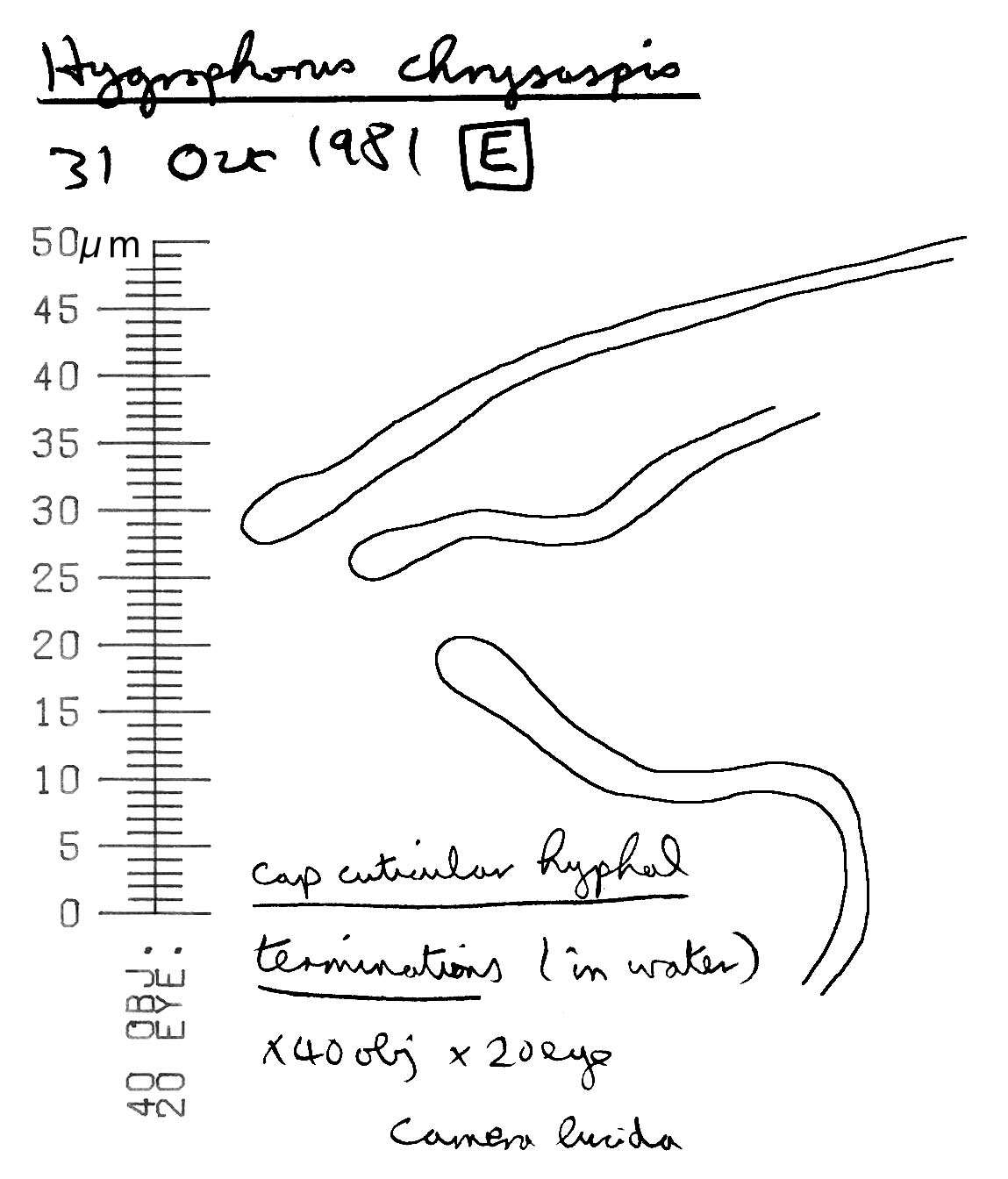 Sivun Hygrophorus discoxanthus (Fr.) Rea 1908 kuva