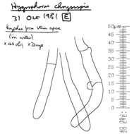 Sivun Hygrophorus discoxanthus (Fr.) Rea 1908 kuva