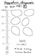 Sivun Hygrophorus discoxanthus (Fr.) Rea 1908 kuva