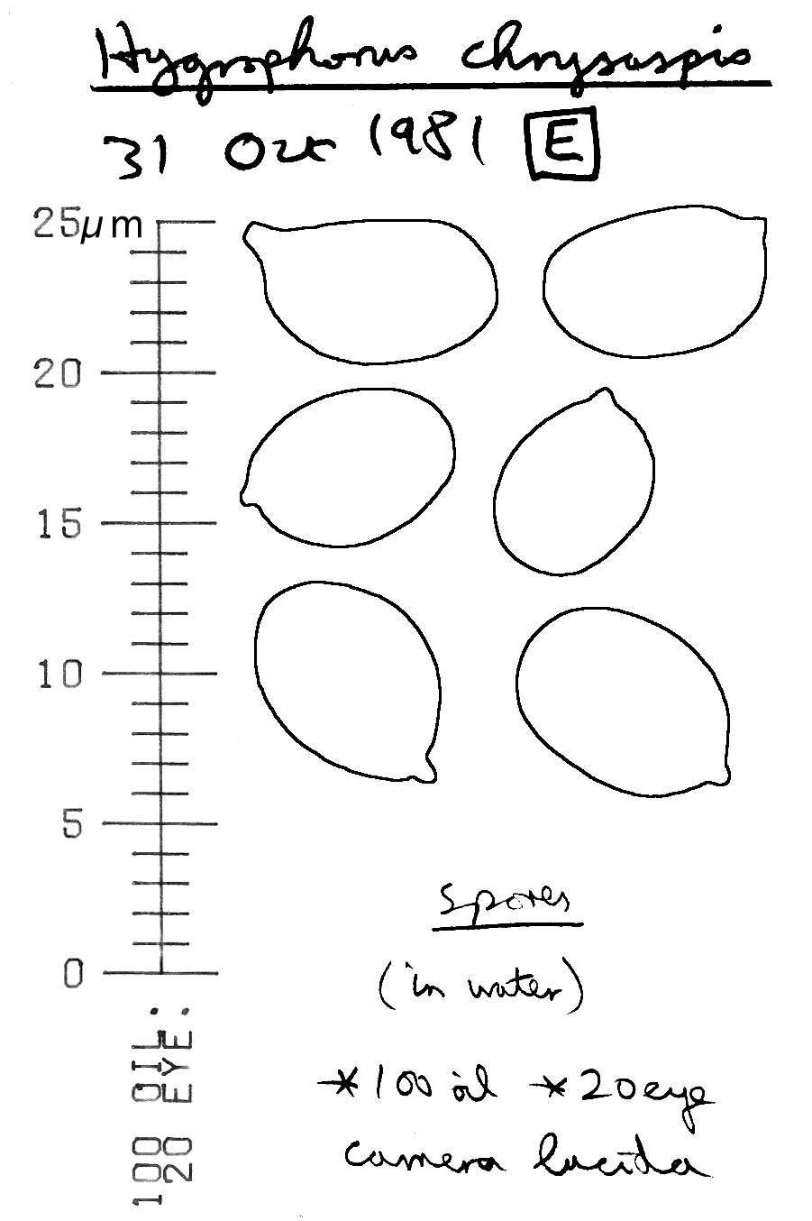 Sivun Hygrophorus discoxanthus (Fr.) Rea 1908 kuva