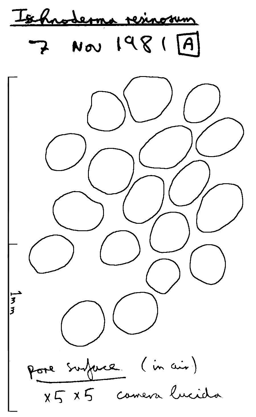 Image of Ischnoderma benzoinum (Wahlenb.) P. Karst. 1881