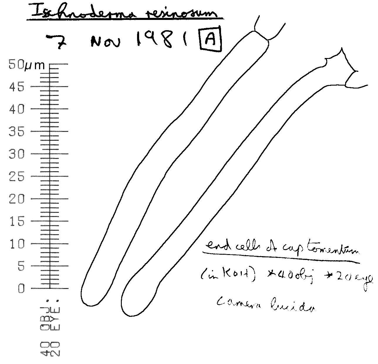 Image of Benzoin Bracket