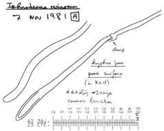 Image of Ischnoderma benzoinum (Wahlenb.) P. Karst. 1881