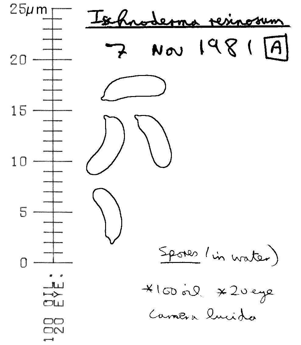 Image of Benzoin Bracket