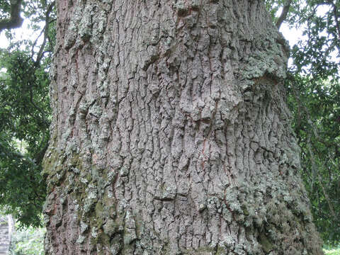 Image of <i>Quercus</i> cerris × Quercus <i>suber</i>