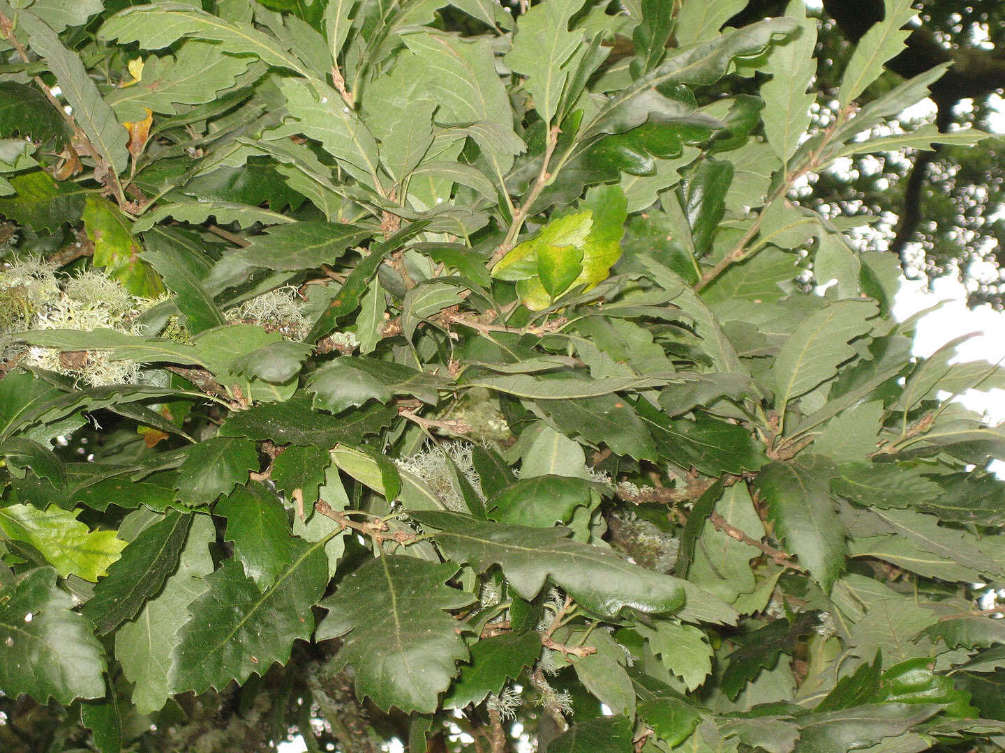 <i>Quercus</i> cerris × Quercus <i>suber</i>的圖片