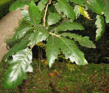 Image of <i>Quercus</i> cerris × Quercus <i>suber</i>