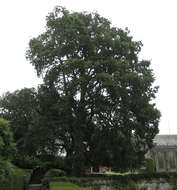 Image de <i>Quercus</i> cerris × Quercus <i>suber</i>