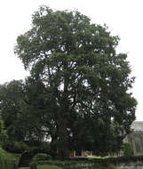 Imagem de <i>Quercus</i> cerris × Quercus <i>suber</i>