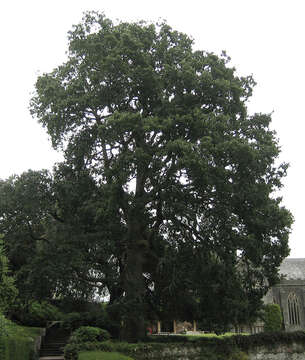 <i>Quercus</i> cerris × Quercus <i>suber</i>的圖片