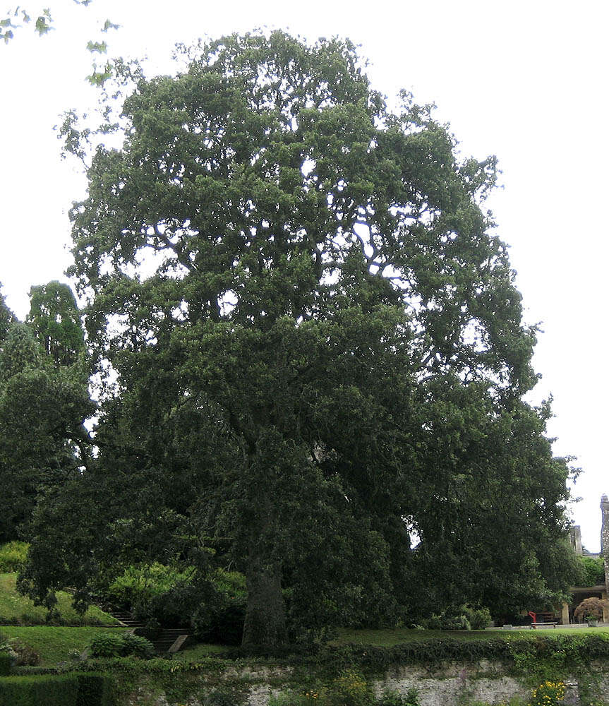 Image of <i>Quercus</i> cerris × Quercus <i>suber</i>