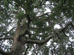 Image de <i>Quercus</i> cerris × Quercus <i>suber</i>