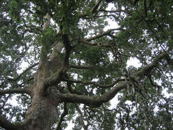 صورة <i>Quercus</i> cerris × Quercus <i>suber</i>