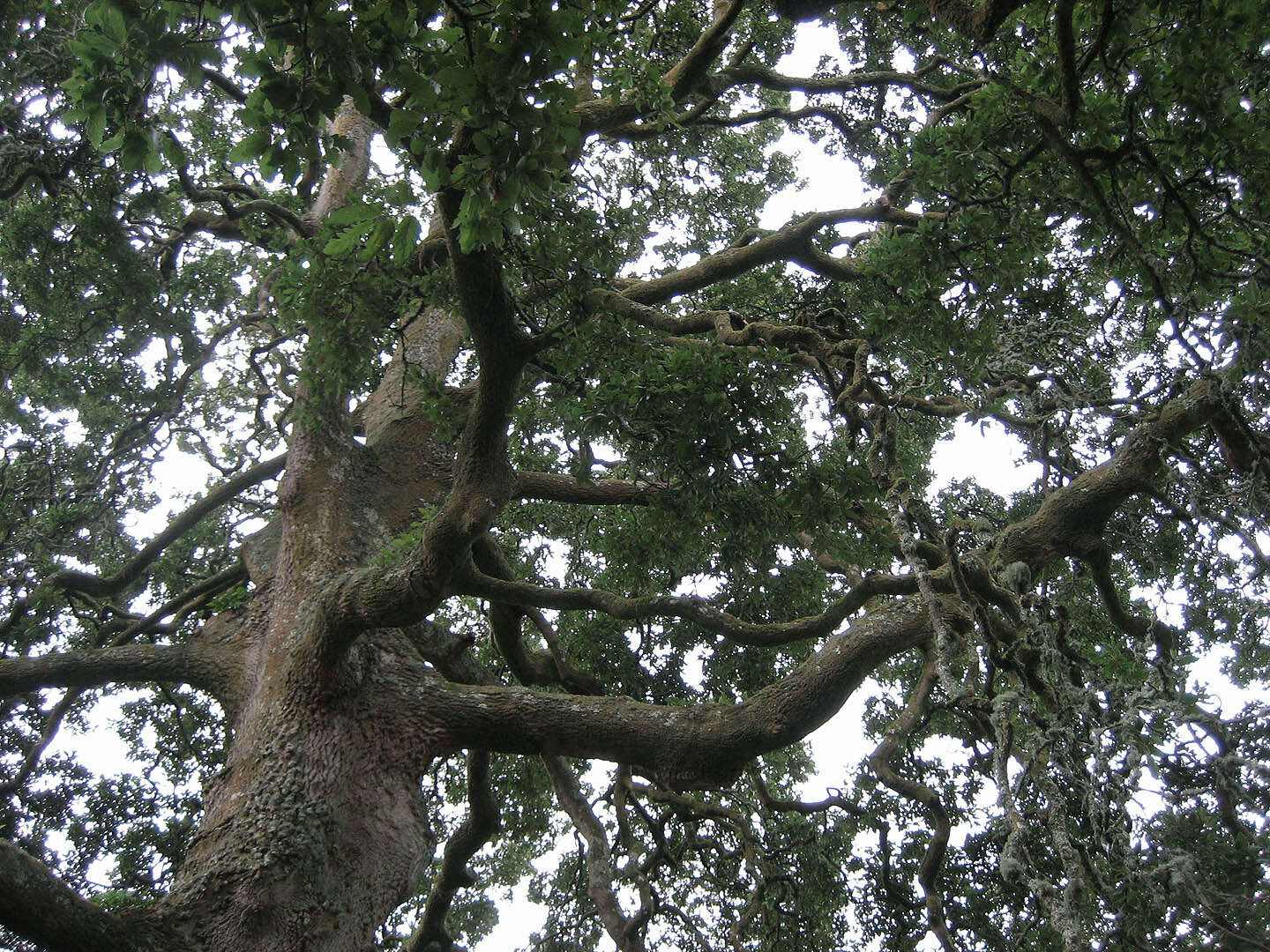 Image of <i>Quercus</i> cerris × Quercus <i>suber</i>