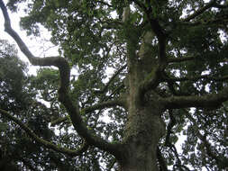 <i>Quercus</i> cerris × Quercus <i>suber</i>的圖片