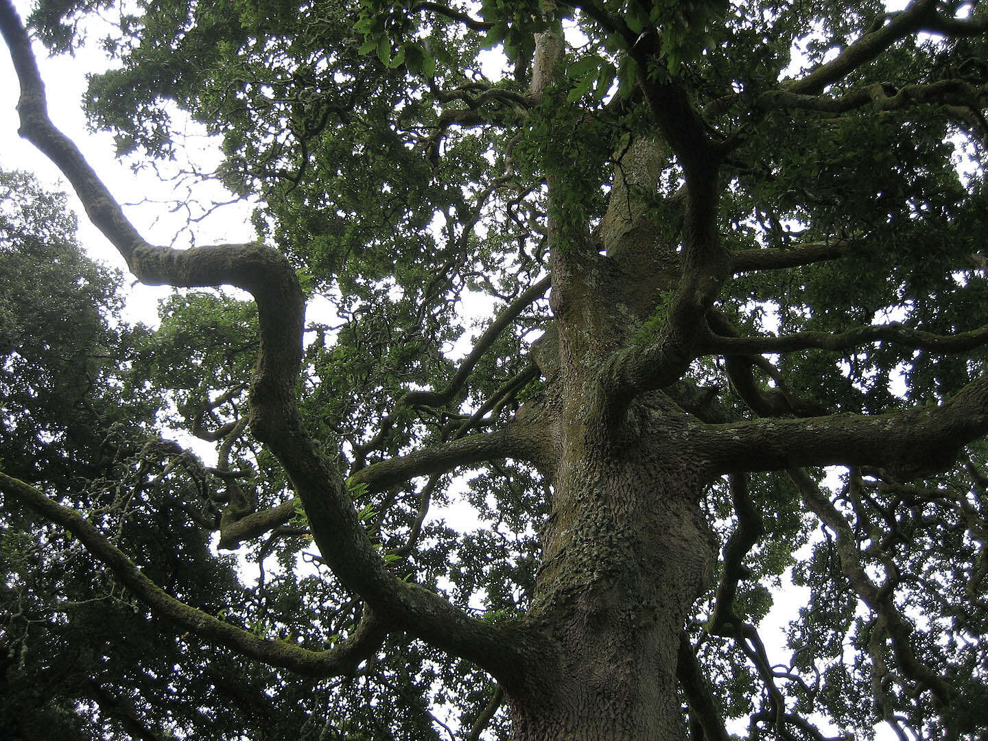 <i>Quercus</i> cerris × Quercus <i>suber</i>的圖片