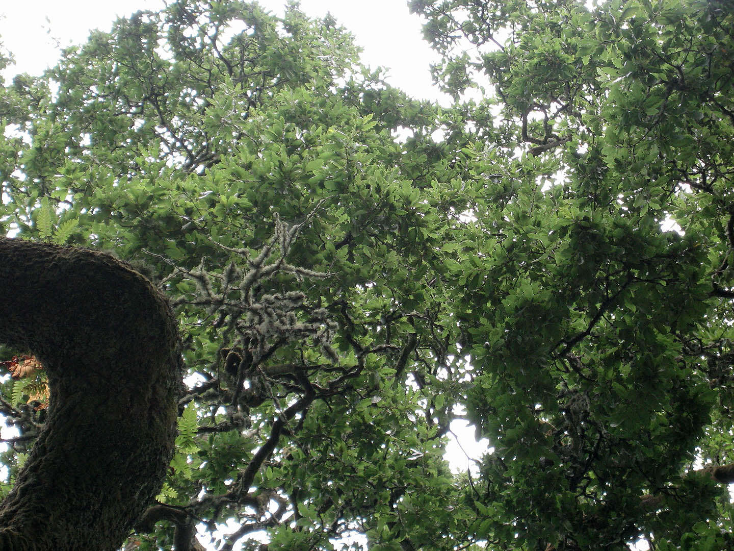 Image of <i>Quercus</i> cerris × Quercus <i>suber</i>