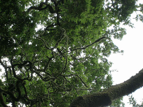 <i>Quercus</i> cerris × Quercus <i>suber</i>的圖片