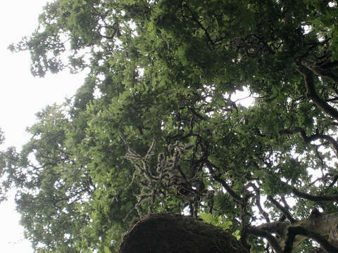 <i>Quercus</i> cerris × Quercus <i>suber</i>的圖片