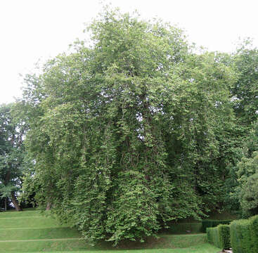 <i>Platanus</i> occidentalis × Platanus <i>orientalis</i> resmi