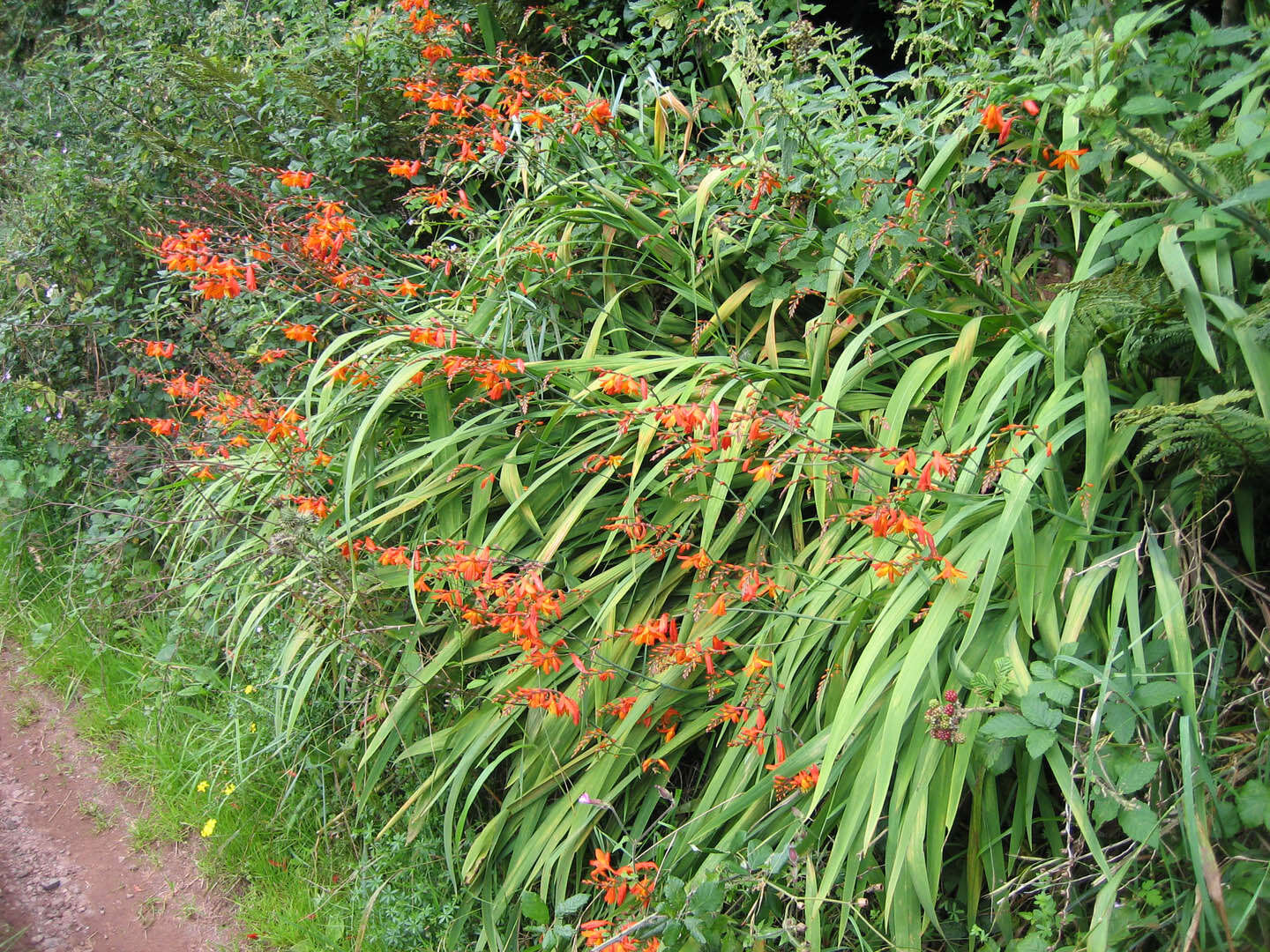 Image of Giant Montbretia