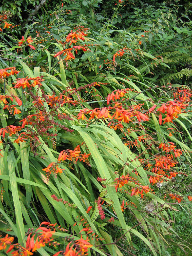 Image of Giant Montbretia