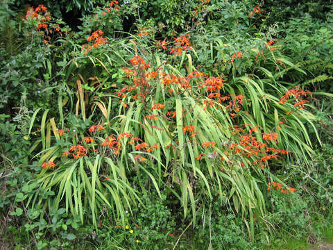 Image of Giant Montbretia