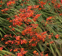 Image of Giant Montbretia