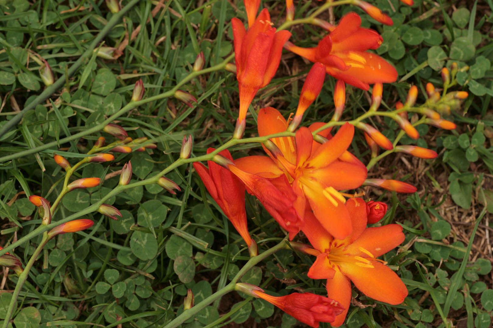 Image of Giant Montbretia