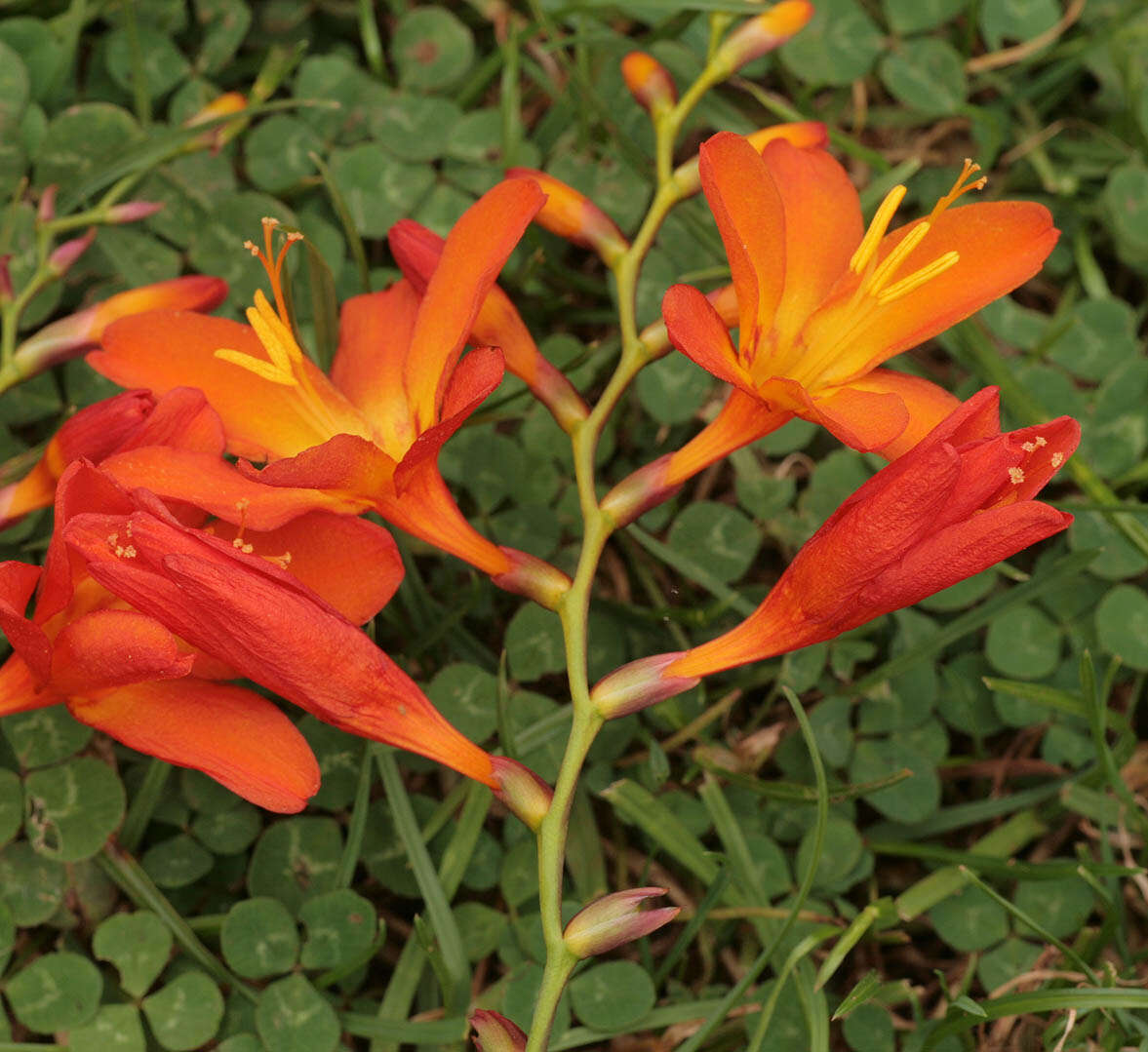 Image of Giant Montbretia