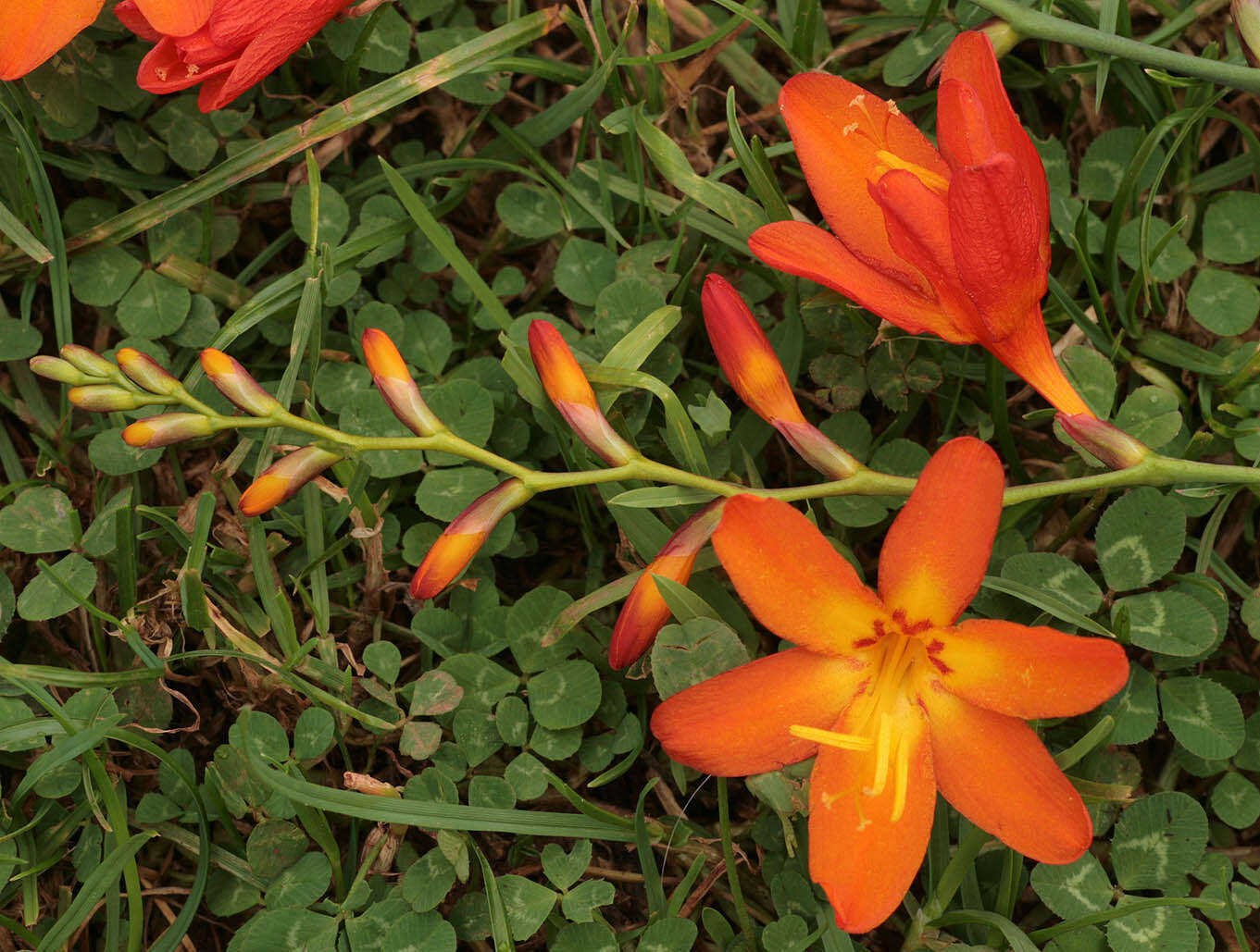 Image of Giant Montbretia