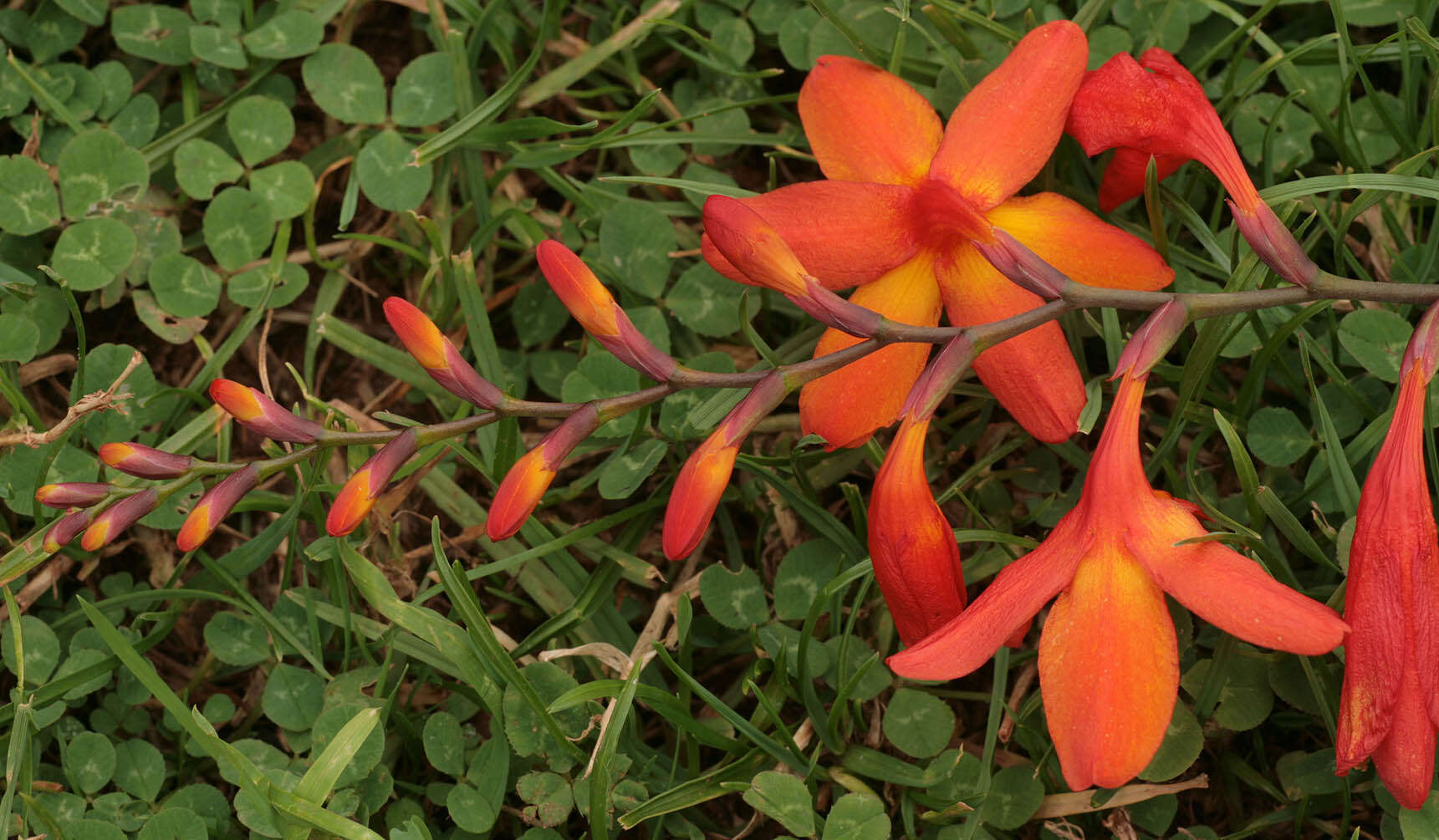 Image of Giant Montbretia