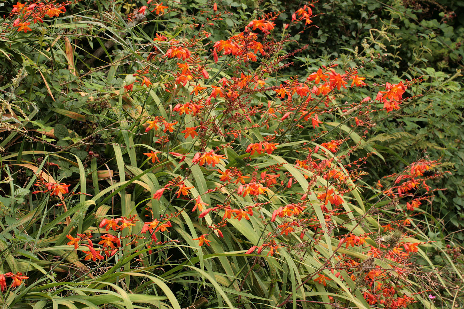 Image of Giant Montbretia