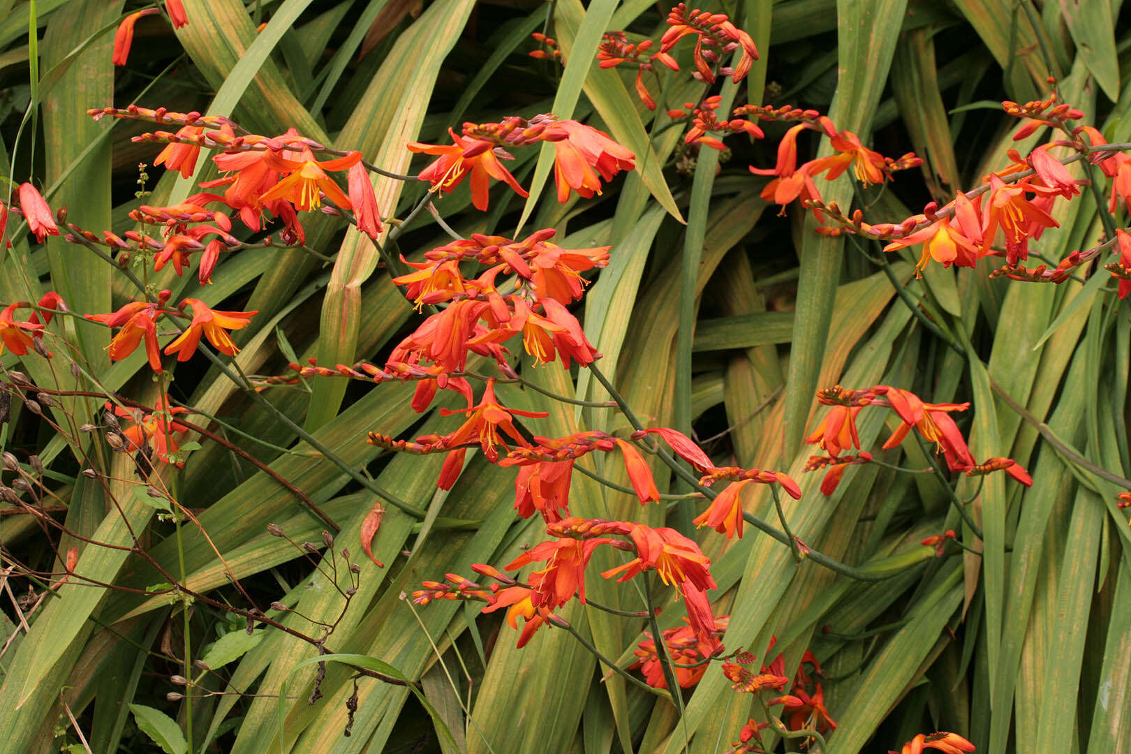 Image of Giant Montbretia